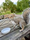 Squirrel on a table