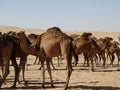 A group of camels in the Saudi Arabian desert
