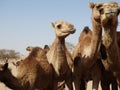 A group of camels in the Saudi Arabian desert