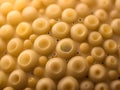 a close up image of a group of many hole on plastic ball use for Trypophobia