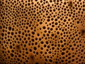 a close up image of a group of many hole on plastic ball use for Trypophobia