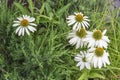 A group of white chamomile flowers on the background of a young growth of coniferous plants