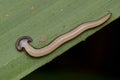 Hammerhead Worm from Borneo Royalty Free Stock Photo