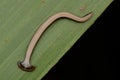 Hammerhead Worm from Borneo Royalty Free Stock Photo