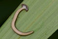Hammerhead Worm from Borneo Royalty Free Stock Photo