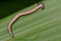 Hammerhead Worm from Borneo Royalty Free Stock Photo
