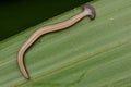 Hammerhead Worm from Borneo