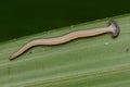 Hammerhead Worm from Borneo Royalty Free Stock Photo