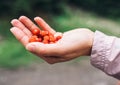 Close up image a handful wild strawberry in woman hand