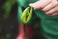 Close-up image of the hands of a tulip flower bud Royalty Free Stock Photo