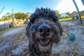 Close Up Image of a Happy Black Dog Outdoors with Blue Sky and Fisheye Lens Perspective Capturing Joyful Canine Expression in a