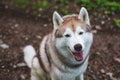 Close-up image of happy dog breed siberian husky in the forest. Portrait of friendly dog looks like a wolf Royalty Free Stock Photo