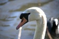 Mute swan close up Royalty Free Stock Photo