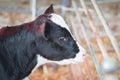 Close-up image of the head of a small calf Royalty Free Stock Photo
