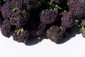 Close up image of heads of purple sprouting broccoli with copyspace Royalty Free Stock Photo