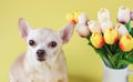 Healthy brown short hair chihuahua dog, sitting on yellow background with tulip flowers, looking at camera, isolated