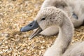 Close-up image of a herd of white Mute Swans - Cygnus Olor