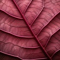 Close Up Image Of Hibiscus Leaf With Organic Contours Royalty Free Stock Photo