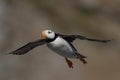 Close up image of a horned puffin in flight Royalty Free Stock Photo