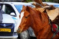 Close up image of a horse on road