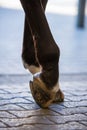 Close-up image of a horse& x27;s unshod hooves.