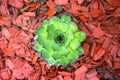 Close-up image of a houseleek, ever green plant Royalty Free Stock Photo