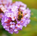 Hoverfly on a buddleia flower. Royalty Free Stock Photo
