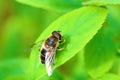 Hoverfly on a green leaf. Royalty Free Stock Photo