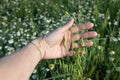 A close-up image of a human hand gently touching a delicate oat stem, symbolizing a connection with nature, agriculture, and Royalty Free Stock Photo