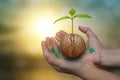 Close up image of human hand holding a green seed sprout growing tree plant on blurred forest nature autumn sunset background. Royalty Free Stock Photo