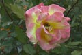 Close up image of hybrid rose flower Royalty Free Stock Photo