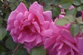 Close-up image of hybrid rose flowers Royalty Free Stock Photo