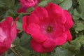 Close-up image of hybrid rose flowers Royalty Free Stock Photo