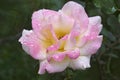 Close-up image of hybris rose flower Royalty Free Stock Photo