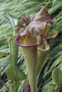 Close-up image of Hydrid Trumpet pitcher flower