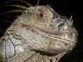 Close up image of a Iguana