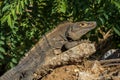 Close up image of an iguana sunning itself on a rock on a bright sunny day.