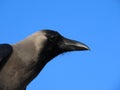 Close up image of an Indian crow