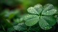 Irish four leaves Shamrock with drops of dew on its leaves. St. Patrick's Day banner. AI Generated Royalty Free Stock Photo