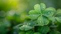 Irish four leaves Shamrock with drops of dew on its leaves. St. Patrick's Day banner. AI Generated Royalty Free Stock Photo