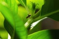 Close up image of isolated big black garden ant Lasius niger on leaves with shallow depth of field Royalty Free Stock Photo