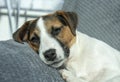 Jack Russel puppy resting on a couch Royalty Free Stock Photo