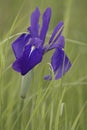 Close up image of Japanese iris flower. Royalty Free Stock Photo