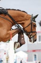 Close up image of jumping horse over fence.