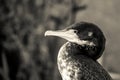 Close up image of a Juvenile Pied Shag Royalty Free Stock Photo