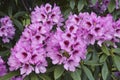 Close-up image of Kabarett rhododendron in blossom Royalty Free Stock Photo