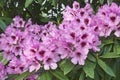 Close-up image of Kabarett rhododendron in blossom Royalty Free Stock Photo