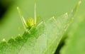 A rear view image of a Katydid/Bush Cricket hiding behind a leaf. Royalty Free Stock Photo