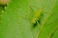 Close up image of a Katydid/Bush Cricket, Tettigoniidae
