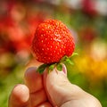 Close-up image of kid hands holding one strawberry. Female holding fresh strawberries after harvest from garden Royalty Free Stock Photo